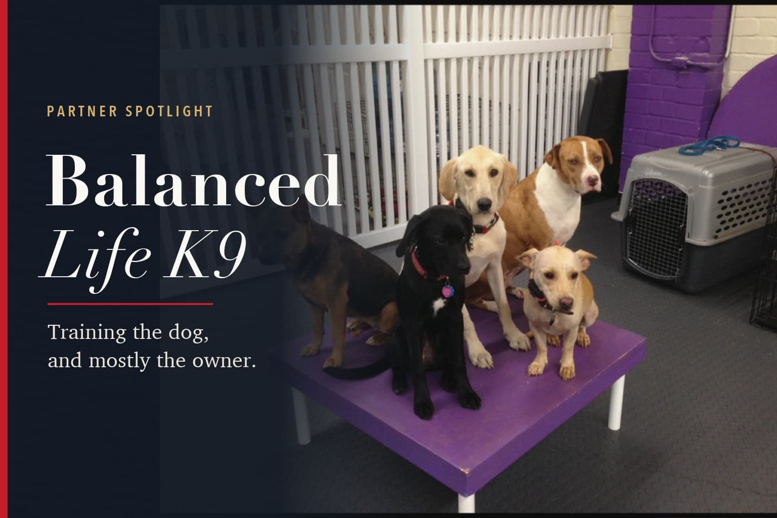 Five dogs sitting together on a purple training platform, beside the words Partner Spotlight, Balanced Life K9